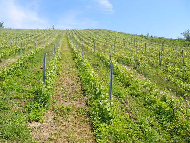 Domaine des Orchis